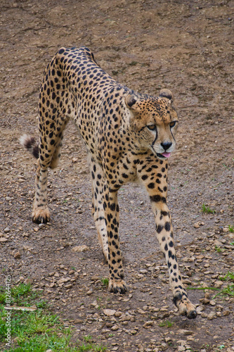 Cheetahs walking