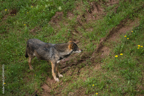 Wolf in a valley