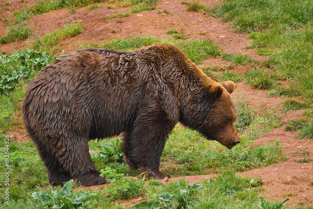 large bear walking in the forest large bear walking in the forest
