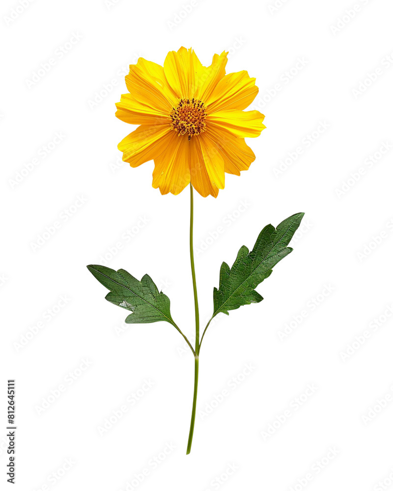 Naklejka premium The image shows a beautiful yellow flower in full bloom against a black background