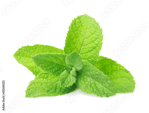Fresh green  mint leaves  isolated on white background

