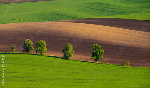 Grain, field, landscape, grain, waves, Czech Republic, field, landscape, agriculture, green, farm, grass, sky, nature, rural, tree, blue, land, vineyard, spring, horizon, cloud, country, farming, coun photo