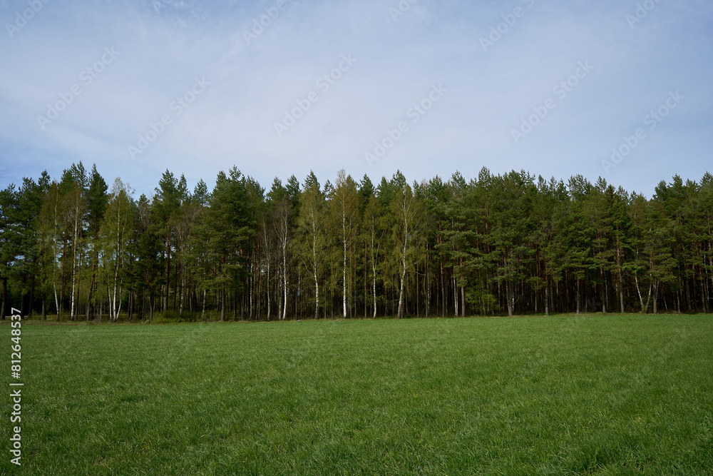 Obraz premium Beautiful smooth row of green trees. Panorama. There are trees at the edge of the field on sky background. Green plants frame large agricultural fields. 