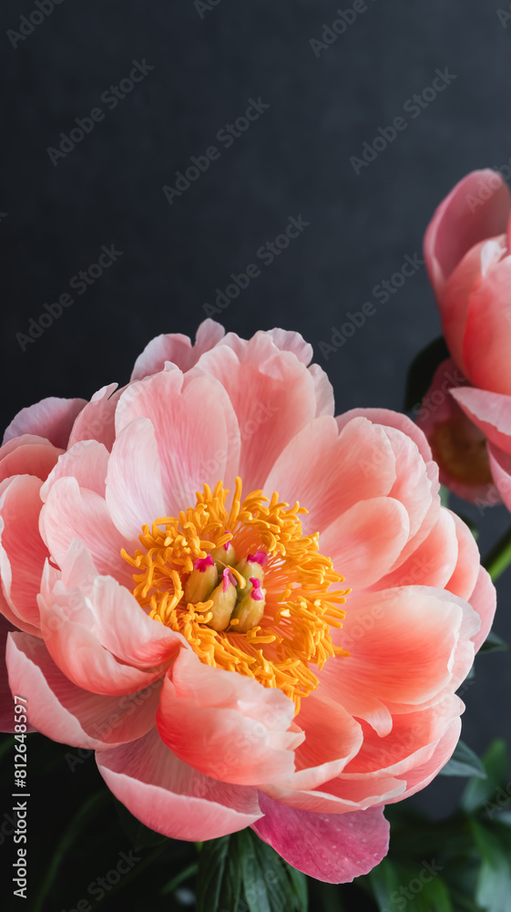シャクヤク 芍薬 花 黒背景 和風 アジアンテイストの花 Stock Photo | Adobe Stock