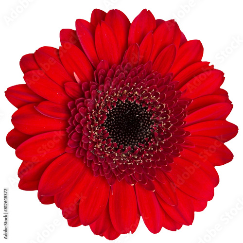 PNG Gerbera flower head isolated on transparent background. Red bloom clipart photo