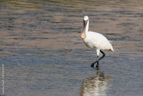 Eurasian spoonbill  Platalea leucorodia   or common spoonbill  close up in the middle east.