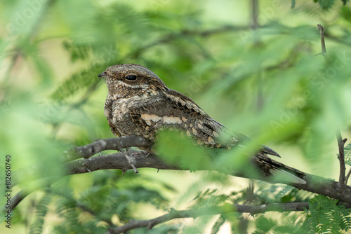 European nightjar (Caprimulgus europaeus), common goatsucker, Eurasian nightjar or just nightjar close up in the UAE.