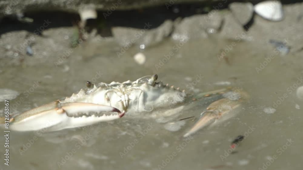 the crab dives into the water