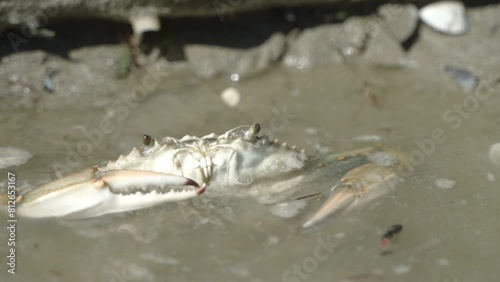 the crab dives into the water