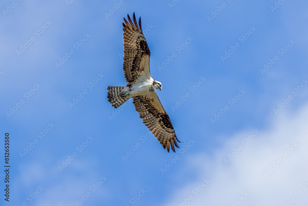 Obraz premium osprey in flight