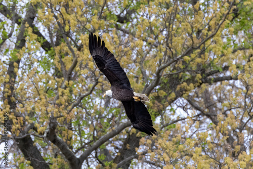 eagle on tree