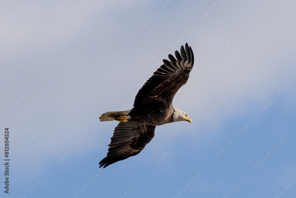 Obraz premium eagle in flight