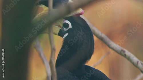 Malabar pied Hornbill extreme close up photo