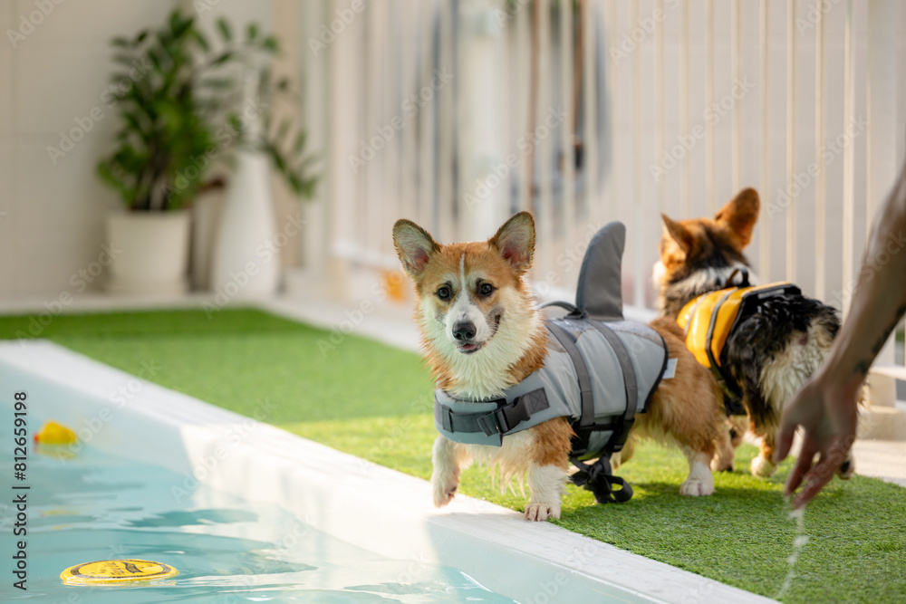 Corgi puppy wearing a swimsuit And they are swimming for physical therapy to have a strong body in the clinic's pool.
