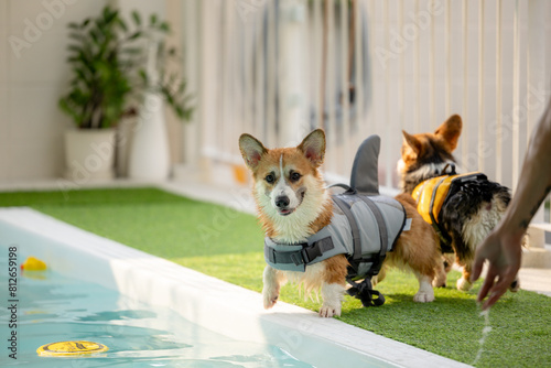 Obraz na płótnie Corgi puppy wearing a swimsuit And they are swimming for physical therapy to have a strong body in the clinic's pool. w salonie