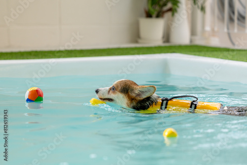 Obraz na płótnie Corgi puppy wearing a swimsuit And they are swimming for physical therapy to have a strong body in the clinic's pool. w salonie
