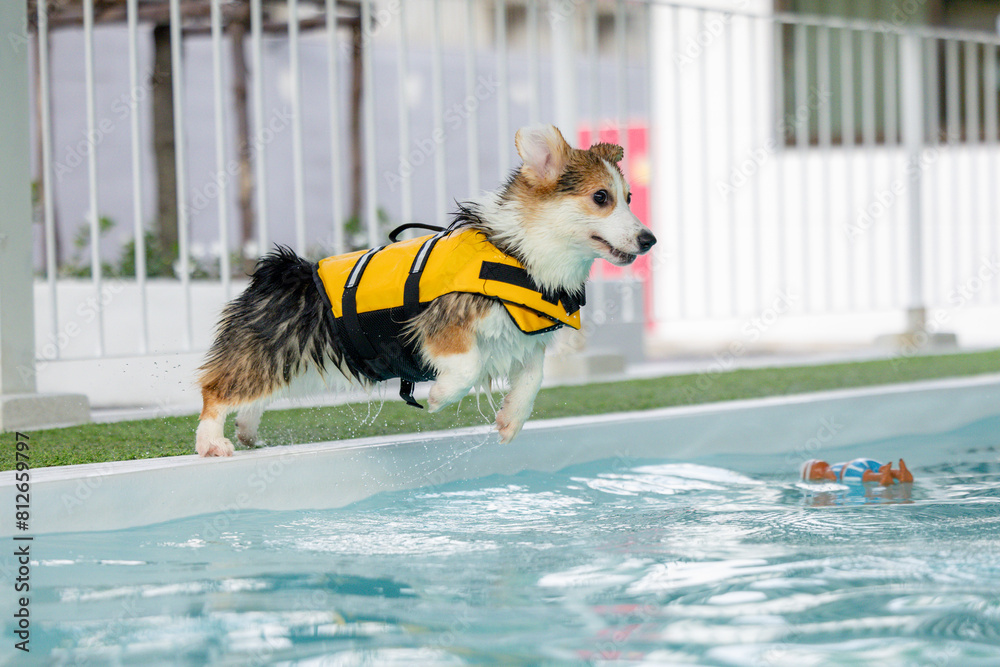 Corgi puppy wearing a swimsuit And they are swimming for physical therapy to have a strong body in the clinic's pool.