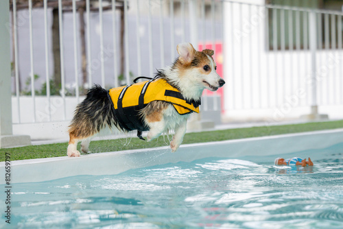 Obraz na płótnie Corgi puppy wearing a swimsuit And they are swimming for physical therapy to have a strong body in the clinic's pool. w salonie