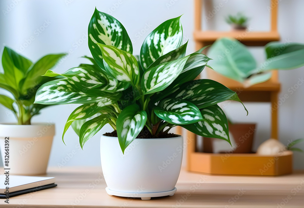 A potted plant with shiny green leaves in a modern white wooden shelf A potted plant with shiny green leaves in a modern white wooden shelf