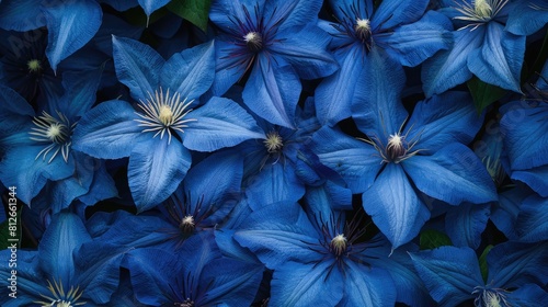 Blue clematis flowers of the species Atragene sibirica photo