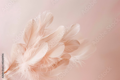 Soft Light Feathers in Delicate Pink Hues © Lidok_L