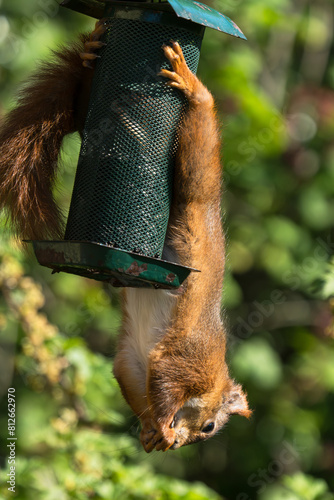Red european squirrel hanging in its hind legs while eating sunflower seeds from an old bird feeder