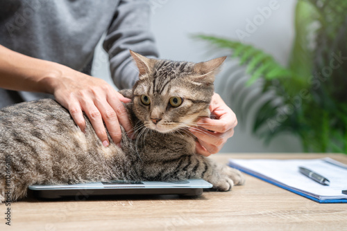 The woman holding a tabby cat weighs itself on a digital scale and makes a health checklist document and weight check to compare health balance, food control, Basic health check