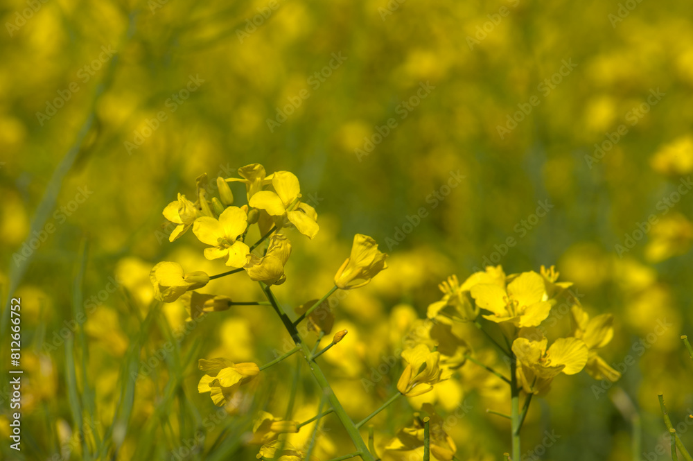 Raps / Rapsfeld - gelb blühender Raps (Landwirtschaft) Raps / Rapsfeld - gelb blühender Raps (Landwirtschaft)