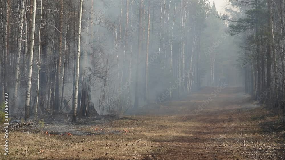 Natural forest fire. Burning forest floor of dry leaves, grass, pine cones and bushes with smoke and smog. Uncontrolled burning of vegetation and spontaneous spread of fire in the thicket of the fores