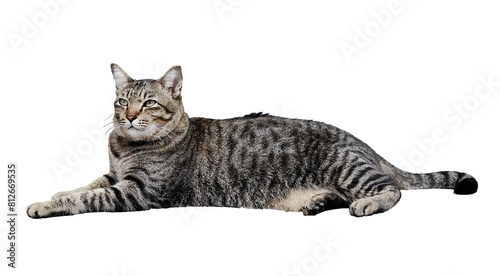 Portrait of a grey striped cat