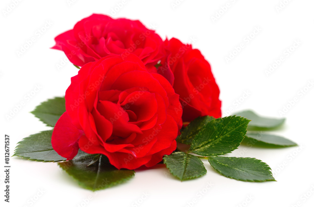 Fototapeta premium Beautiful red roses.