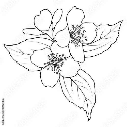 Blooming jasmine spring flower outline, line art Philadelphus virginal twig
