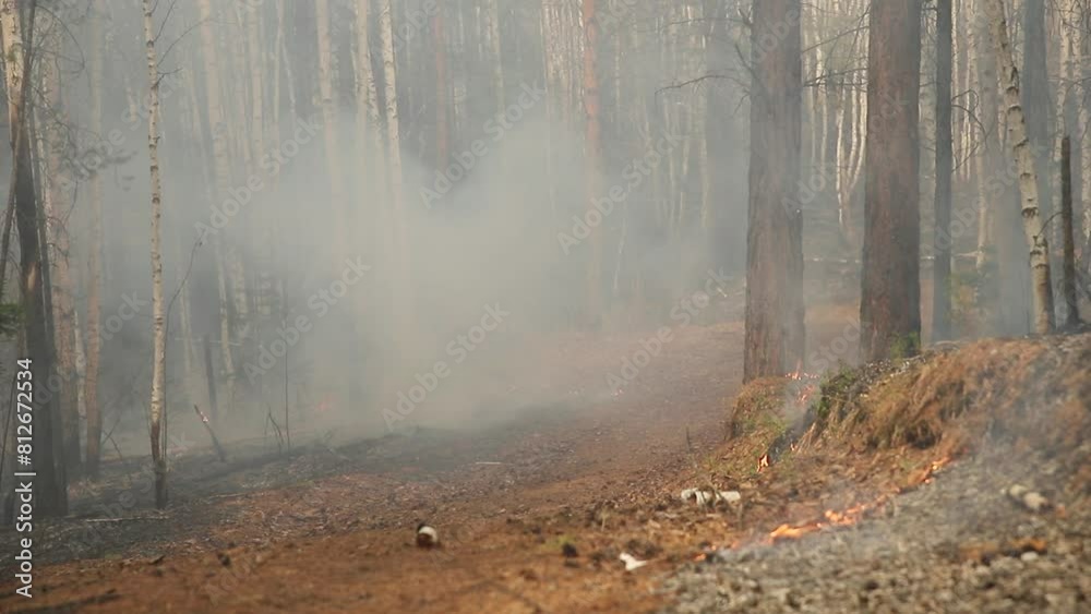 Natural forest fire. Burning forest floor of dry leaves, grass, pine cones and bushes with smoke and smog. Uncontrolled burning of vegetation and spontaneous spread of fire in the thicket of the fores