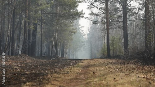 Natural forest fire. Forest road with smoke and smog from a burning forest of birch, pine trees and shrubs. Uncontrolled burning of vegetation and spontaneous spread of fire in the thicket of the fore