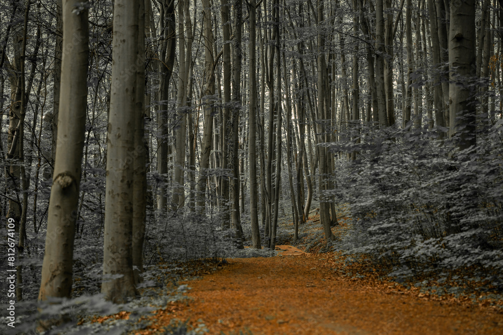 Fototapeta premium enchanted autumn atmospheric dramatic forest panoramic landscape with high trees