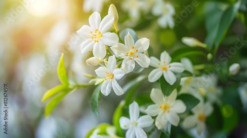 A close-up of delicate white jasmine flowers in bloom, emitting a sweet and intoxicating fragrance.