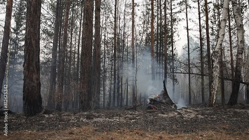 Natural forest fire. A burnt-out forest with ashes and charred trees with smoke in the forest area. Smog from smoke, flames and fire in the thicket of a forest with tall tree trunks.