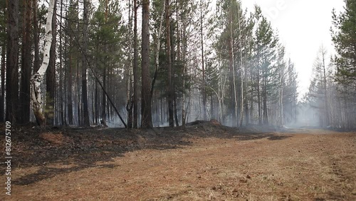 Natural forest fire. Forest road with smoke and smog from a burning forest of birch, pine trees and shrubs. Uncontrolled burning of vegetation and spontaneous spread of fire in the thicket of the fore