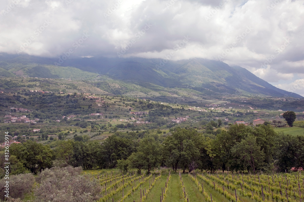 Vineyards in the big valley of the Taburno-Camposauro mountain massif., area where the Solopaca vines variety are raised, Sant’Agata dei Goti Benevento, Italy.