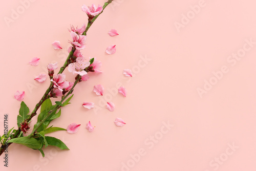 image of spring cherry blossoms tree over pink pastel background photo