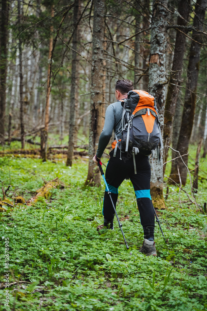 Obraz premium A hiker with poles exploring lush forest terrain amidst tall trees and greenery
