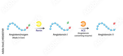Angiotensin. Renin-Angiotensin-Aldosterone System, blood pressure regulation. Angiotensin-converting enzyme. Salt retention. Vector illustration. 