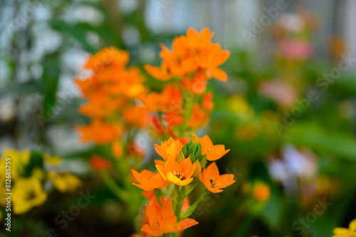 오렌지 색 베들레헴 꽃의 클로즈업 사진