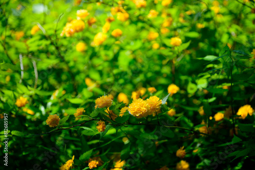 노란색의 죽단화 꽃이 피어있는 수풀속 클로즈업 사진