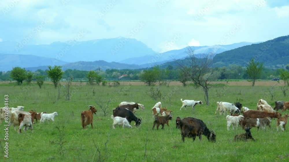 Small goat herd grazing on alpine pasture , with the mountains in the background , serene rural landscape Small goat herd grazing on alpine pasture , with the mountains in the background , serene rural landscape