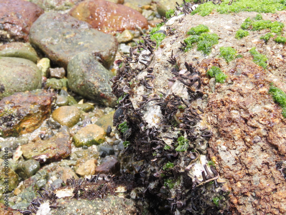 Fototapeta premium 岩の表面に群生するケガキ