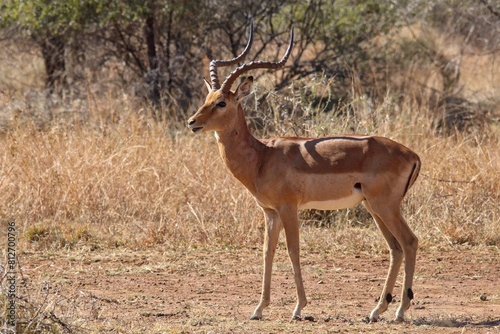 Solitary impala ram  side on view. Pilanesberg National Park and Game Reserve  South Africa.