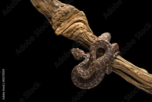 Jungle Carpet Python hanging on a branch isolated on black background