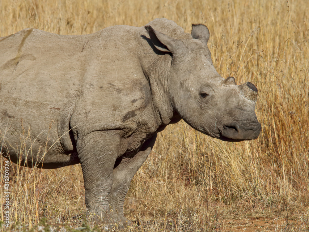 Shoulders and head, de-horned African white rhinoceros (Ceratotherium simum), Pilanesberg National Park, South Africa. Prevent poaching for traditional Chinese medicine Shoulders and head, de-horned African white rhinoceros (Ceratotherium simum), Pilanesberg National Park, South Africa. Prevent poaching for traditional Chinese medicine
