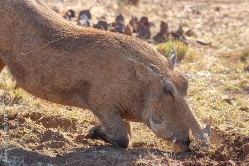 Warthog (Phacochoerus africanus) on its knees, digging for food, Pilanesberg National Park, Game Reserve, South Africa